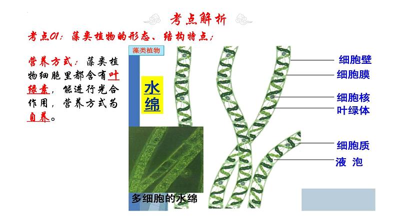 专题05 生物圈中有哪些绿色植物(知识清单+考点串讲+考题猜想)- 2023-2024学年七年级生物上学期期末考点大串讲(人教版)07