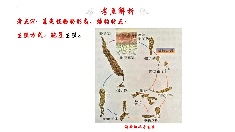 专题05 生物圈中有哪些绿色植物(知识清单+考点串讲+考题猜想)- 2023-2024学年七年级生物上学期期末考点大串讲(人教版)08