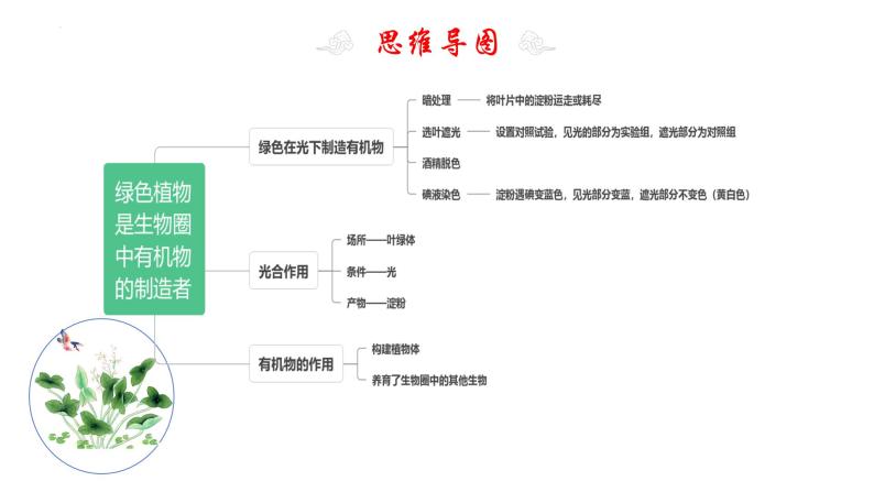 专题08 绿色植物是生物圈中有机物的制造者（知识清单+考点串讲+考题猜想）- 2023-2024学年七年级生物上学期期末考点大串讲（人教版）04