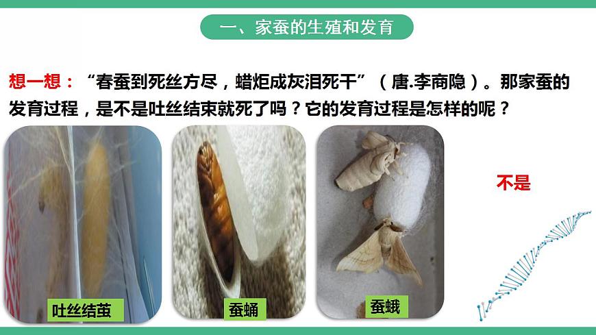 人教版生物八年級下冊 7.1.2《昆蟲的生殖和發(fā)育》課件視頻第3頁