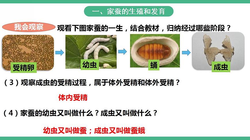 人教版生物八年級下冊 7.1.2《昆蟲的生殖和發(fā)育》課件視頻第5頁