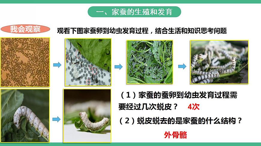 人教版生物八年級下冊 7.1.2《昆蟲的生殖和發(fā)育》課件視頻第6頁