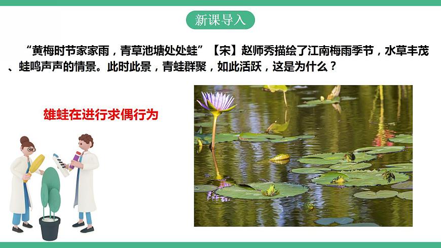 人教版生物八年級(jí)下冊(cè) 7.1.3《兩棲動(dòng)物的生殖和發(fā)育》課件視頻第2頁