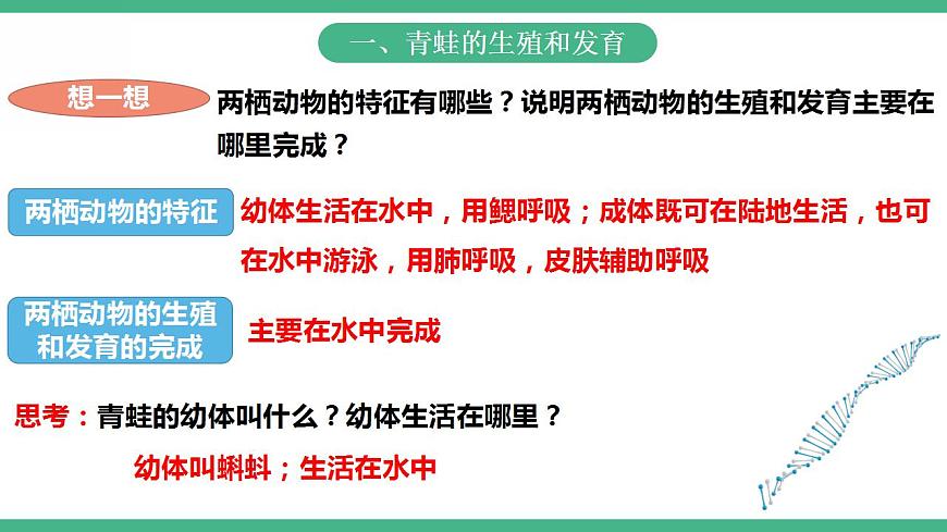 人教版生物八年級(jí)下冊(cè) 7.1.3《兩棲動(dòng)物的生殖和發(fā)育》課件視頻第3頁