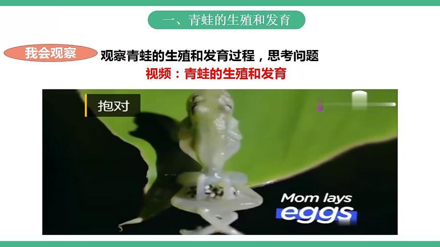 人教版生物八年級(jí)下冊(cè) 7.1.3《兩棲動(dòng)物的生殖和發(fā)育》課件視頻第4頁