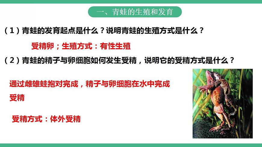 人教版生物八年級(jí)下冊(cè) 7.1.3《兩棲動(dòng)物的生殖和發(fā)育》課件視頻第5頁