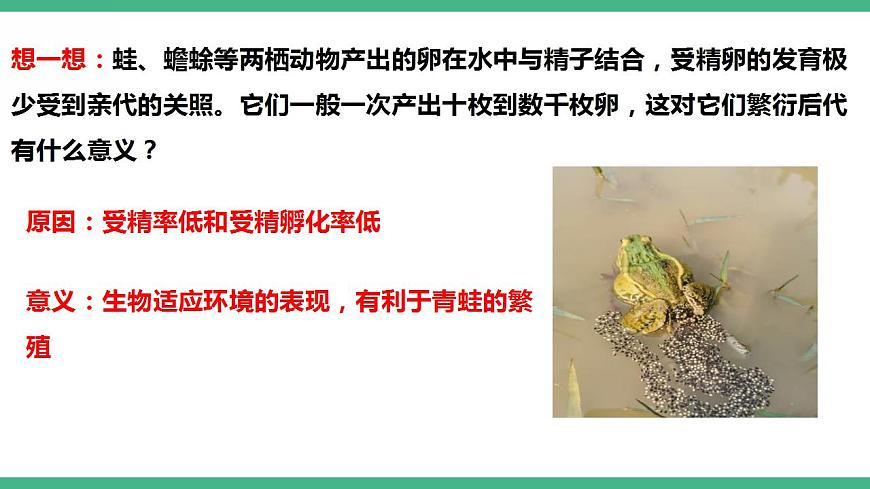 人教版生物八年級(jí)下冊(cè) 7.1.3《兩棲動(dòng)物的生殖和發(fā)育》課件視頻第6頁