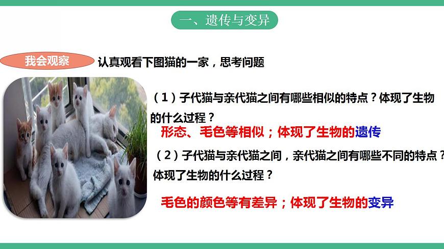 人教版生物八年級下冊 7.2.1《 基因控制生物的性狀》課件視頻第3頁