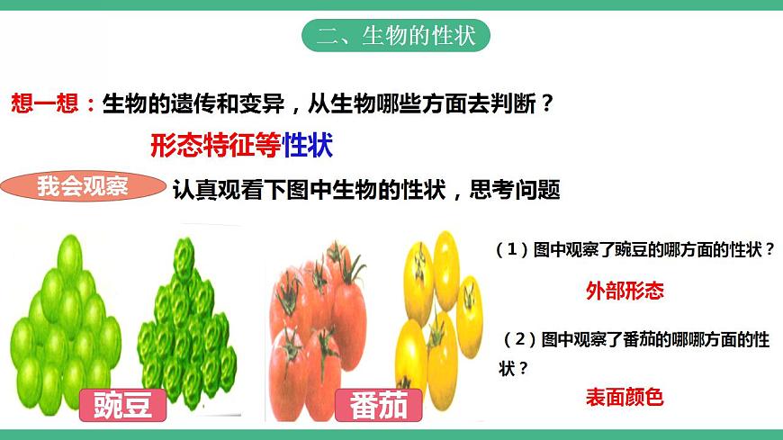 人教版生物八年級下冊 7.2.1《 基因控制生物的性狀》課件視頻第4頁