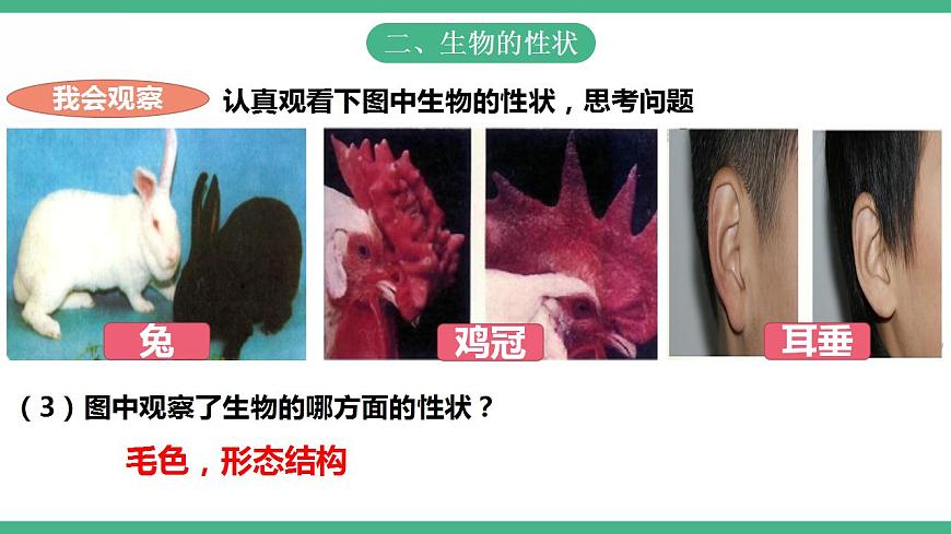 人教版生物八年級下冊 7.2.1《 基因控制生物的性狀》課件視頻第5頁