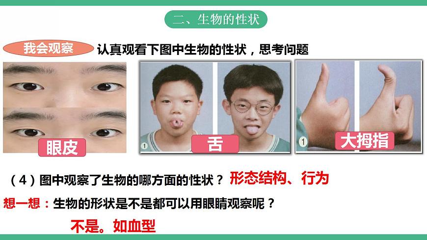 人教版生物八年級下冊 7.2.1《 基因控制生物的性狀》課件視頻第6頁