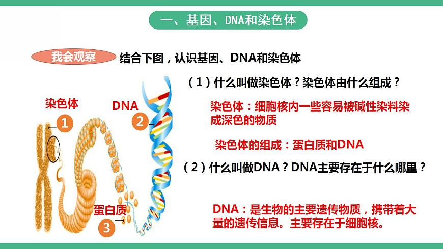 人教版生物八年級(jí)下冊(cè) 7.2.2《基因在親子代間的傳遞》課件視頻第3頁(yè)