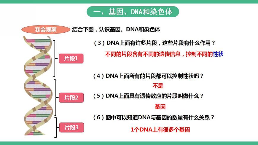 人教版生物八年級(jí)下冊(cè) 7.2.2《基因在親子代間的傳遞》課件視頻第4頁(yè)
