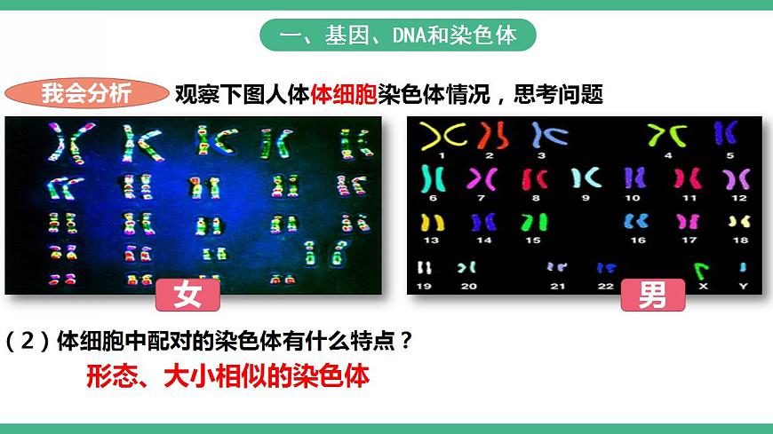 人教版生物八年級(jí)下冊(cè) 7.2.2《基因在親子代間的傳遞》課件視頻第8頁(yè)