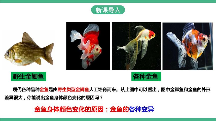 人教版生物八年級下冊 7.2.5《生物的變異》課件+視頻第2頁