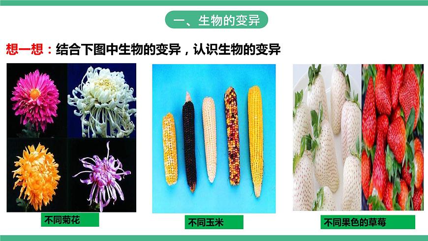 人教版生物八年級下冊 7.2.5《生物的變異》課件+視頻第3頁