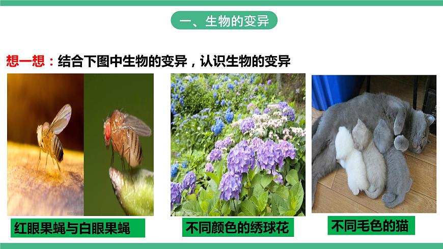 人教版生物八年級下冊 7.2.5《生物的變異》課件+視頻第4頁