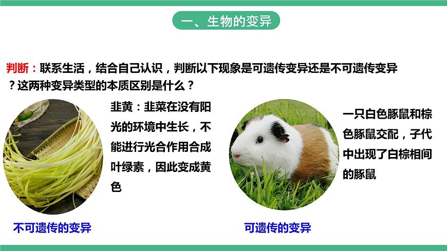 人教版生物八年級下冊 7.2.5《生物的變異》課件+視頻第7頁