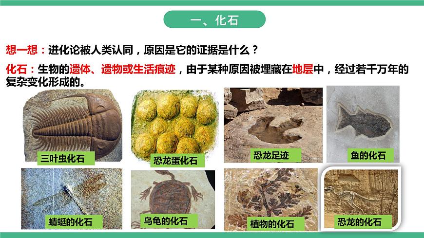 人教版生物八年級(jí)下冊(cè) 7.3.2《生物進(jìn)化的歷程》課件+視頻第3頁(yè)