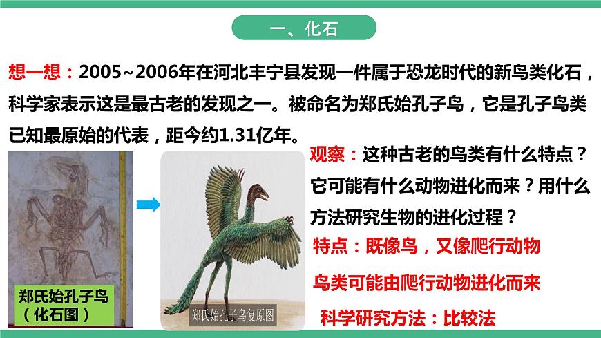 人教版生物八年級(jí)下冊(cè) 7.3.2《生物進(jìn)化的歷程》課件+視頻第4頁(yè)