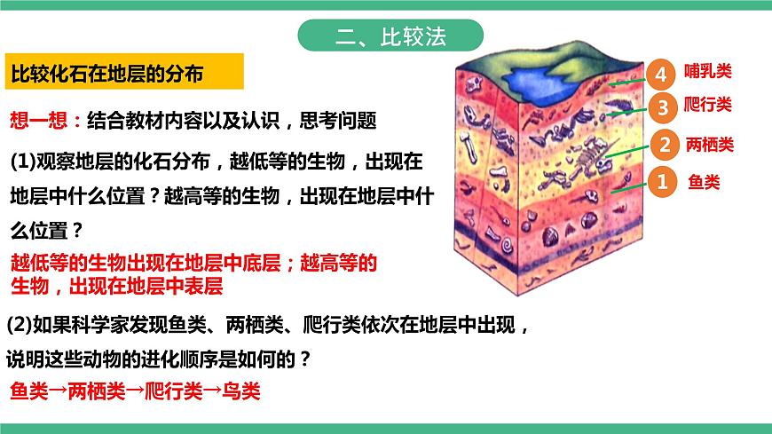 人教版生物八年級(jí)下冊(cè) 7.3.2《生物進(jìn)化的歷程》課件+視頻第7頁(yè)