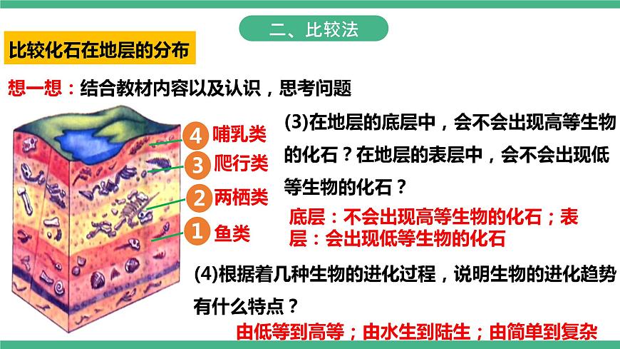 人教版生物八年級(jí)下冊(cè) 7.3.2《生物進(jìn)化的歷程》課件+視頻第8頁(yè)