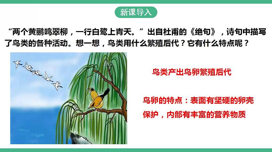 人教版生物八年級下冊7.1. 4《鳥的生殖和發(fā)育》課件視頻第2頁