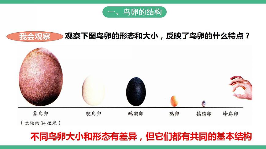 人教版生物八年級下冊7.1. 4《鳥的生殖和發(fā)育》課件視頻第3頁