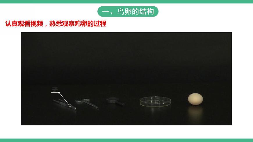 人教版生物八年級下冊7.1. 4《鳥的生殖和發(fā)育》課件視頻第5頁
