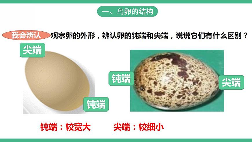 人教版生物八年級下冊7.1. 4《鳥的生殖和發(fā)育》課件視頻第6頁
