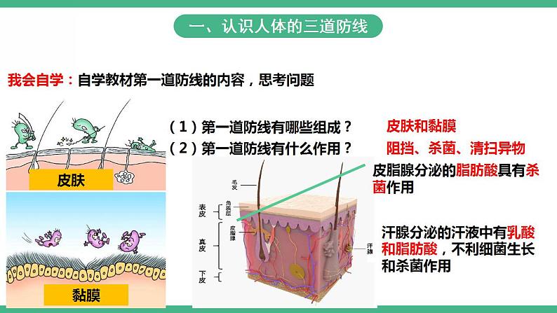 人教版生物八年级下册8.1.2《免疫与计划免疫》(第1课时)课件视频第6页