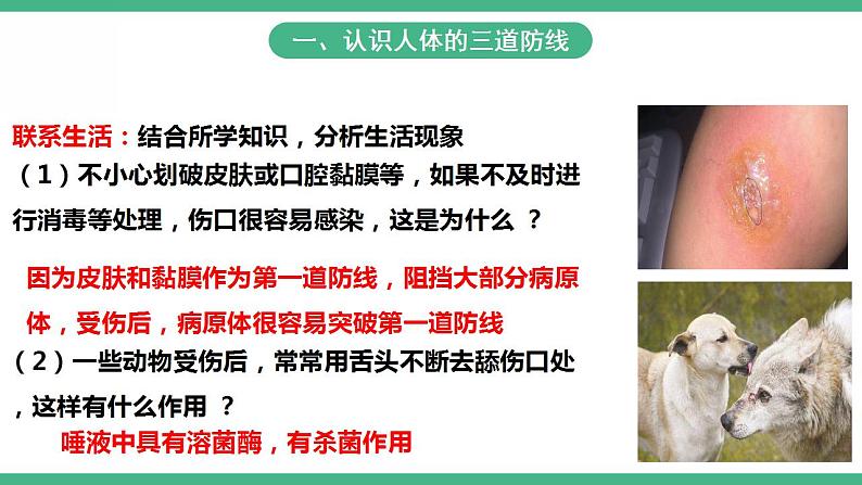 人教版生物八年级下册8.1.2《免疫与计划免疫》(第1课时)课件视频第8页