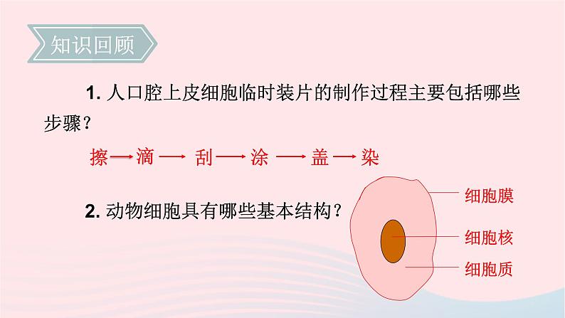 第2单元生物体的结构第3章细胞第1节细胞的基本结构和功能第2课时植物细胞动物细胞结构的比较课件(北师大版七上生物)第2页