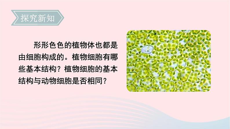 第2单元生物体的结构第3章细胞第1节细胞的基本结构和功能第2课时植物细胞动物细胞结构的比较课件(北师大版七上生物)第3页