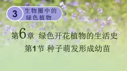 第3单元生物圈中的绿色植物第6章绿色开花植物的生活史第1节种子萌发形成幼苗课件（北师大版七上生物）