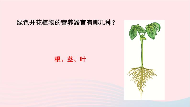 第3单元生物圈中的绿色植物第6章绿色开花植物的生活史第2节营养器官的生长课件（北师大版七上生物）02