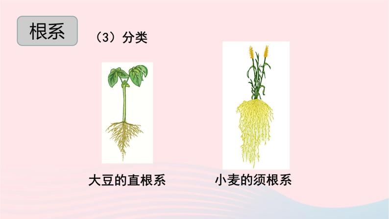 第3单元生物圈中的绿色植物第6章绿色开花植物的生活史第2节营养器官的生长课件（北师大版七上生物）06