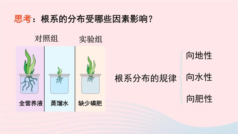 第3单元生物圈中的绿色植物第6章绿色开花植物的生活史第2节营养器官的生长课件（北师大版七上生物）07