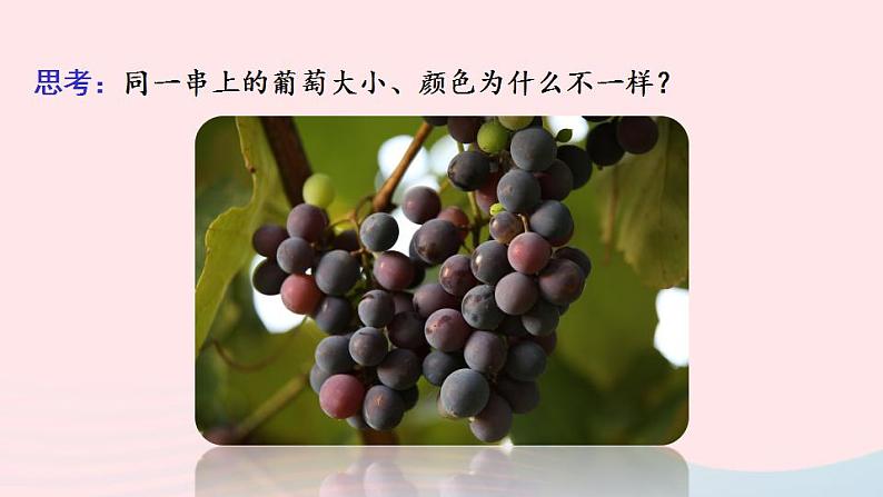 第6单元生命的延续第20章生物的遗传和变异第5节遗传与环境课件(北师大版八上生物)第4页