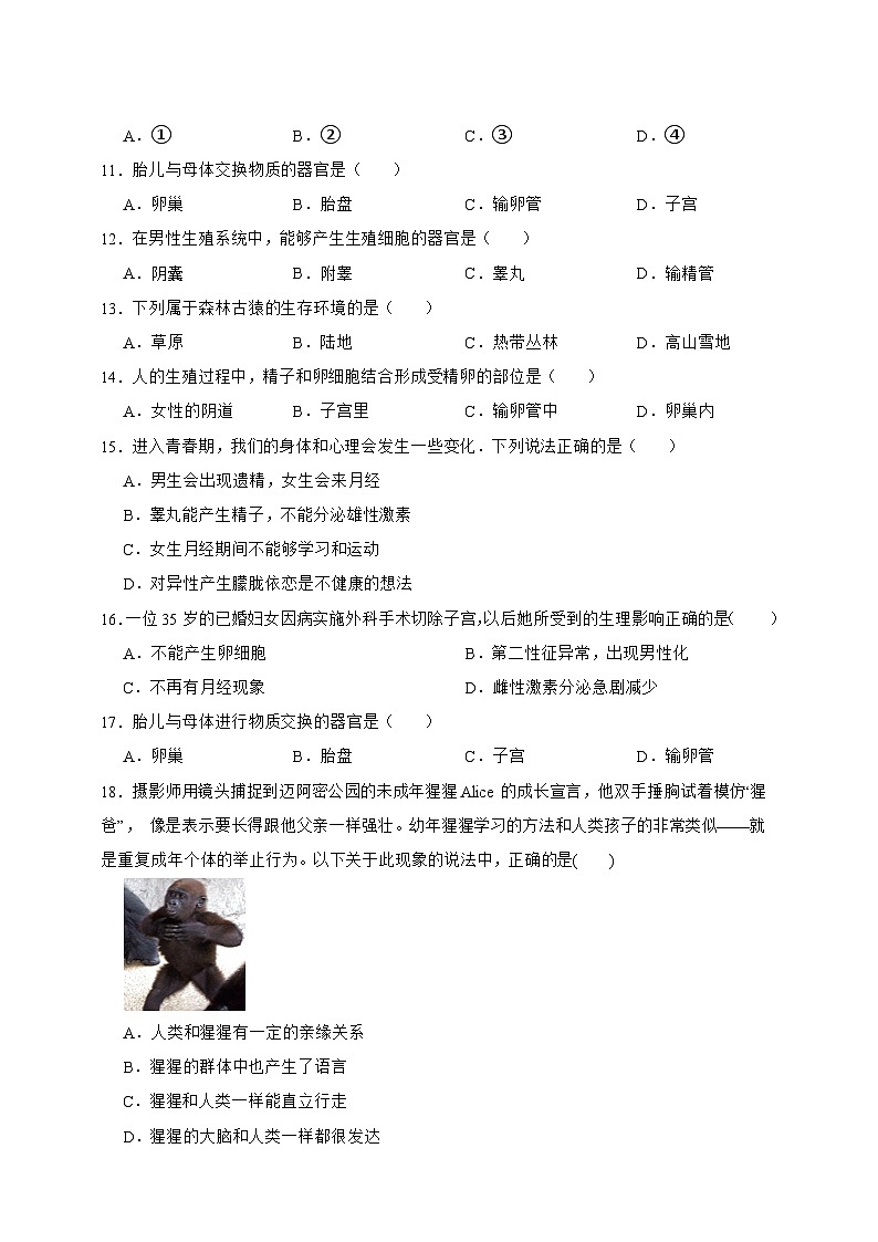 【寒假预习作业】人教版 初中生物 七年级 第一章人的由来寒假综合作业(含解析)-练习第2页
