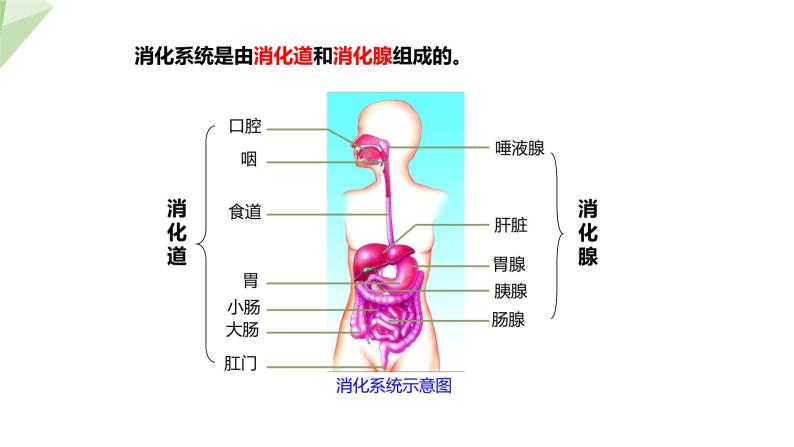 3.1.2 消化和吸收 课件2023-2024学年初中生物济南版七年级下册05