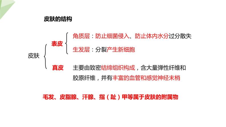 3.4.2 汗液的形成和排出 课件2023-2024学年初中生物济南版七年级下册07