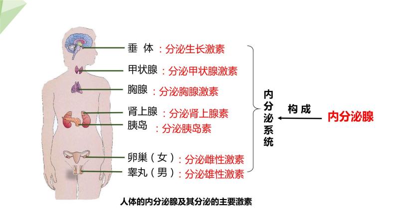 3.5.1 人体的激素调节 课件2023-2024学年初中生物济南版七年级下册07