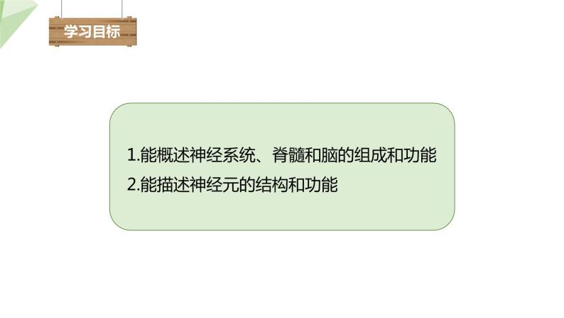 3.5.2 神经调节的结构基础 课件2023-2024学年初中生物济南版七年级下册03