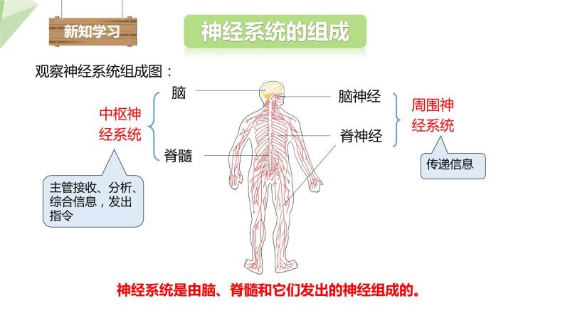 3.5.2 神经调节的结构基础 课件2023-2024学年初中生物济南版七年级下册04