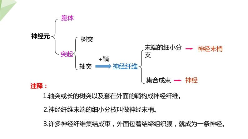 3.5.2 神经调节的结构基础 课件2023-2024学年初中生物济南版七年级下册08