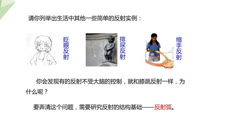 3.5.3 神经调节的基本方式 课件2023-2024学年初中生物济南版七年级下册08