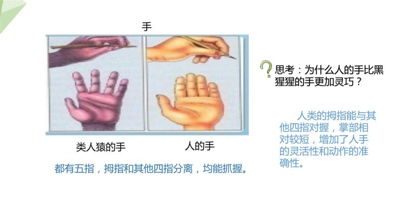 5.2.1 人类的起源  课件2023-2024学年初中生物济南版八年级下册07