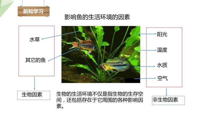 6.1.1 环境对生物的作用 课件2023-2024学年初中生物济南版八年级下册04