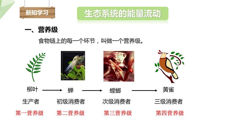 6.2.3 能量流动和物质循环 课件2023-2024学年初中生物济南版八年级下册03